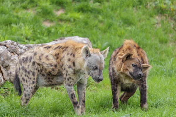 Two adult spotted hyenas (Crocuta crocuta), one male and one female, display courtship behaviour