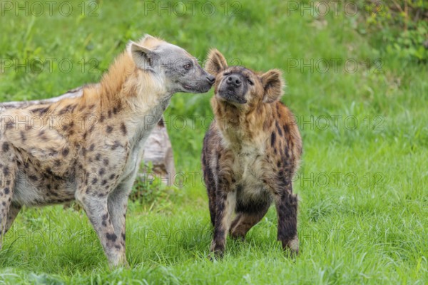 Two adult spotted hyenas (Crocuta crocuta), one male and one female, display courtship behavior