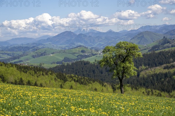 Flowering pear trees, fruit trees, cider route, Mostviertel, Alpine foothills, Lower Austria, Austria, Europe