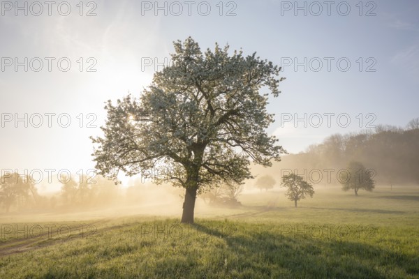 Fresh blossom, morning light, ground mist... simply magical! Foothills orchard meadow in bloom - apple tree avenue in the morning light with ground mist