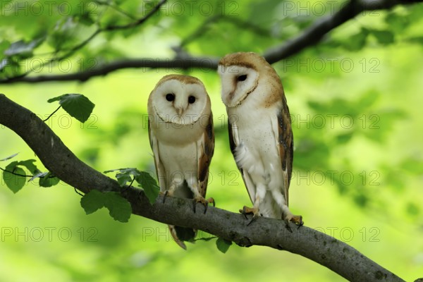 Barn owl (Tyto alba), adult, pair, vigilant, on tree, in summer, Šumava, Czech Republic, Europe