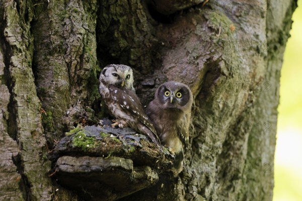 Great Horned Owl (Aegolius funereus), Great Horned Owl, adult, juvenile, on tree, on guard, watchful, in summer, Šumava, Czech Republic, Europe