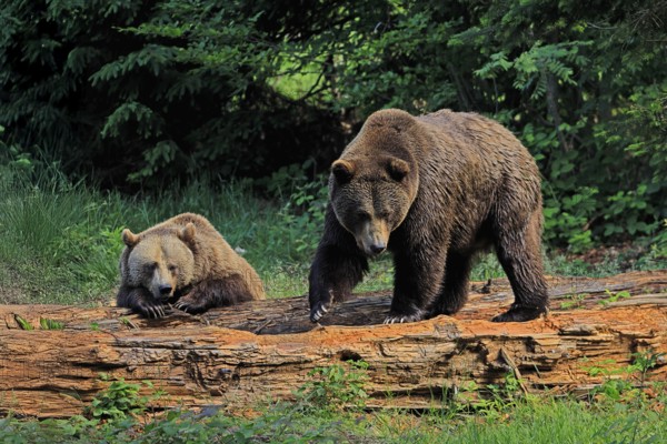 Eurasian brown bear (Ursus arctos arctos), adult, female, young, resting, social behaviour, in summer, Bavarian Forest National Park, Germany, Europe