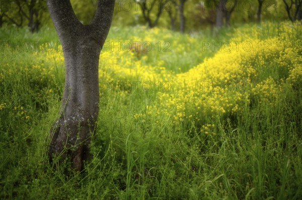 Old trees blooming in spring among yellow cypress spurge flowers (Euphorbia cyparissias) Platamonas, Macedonia, Greece, Europe
