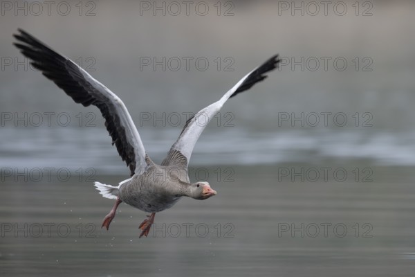 Greylag goose (Anser anser) in flight, Remerchen, Luxembourg, Europe
