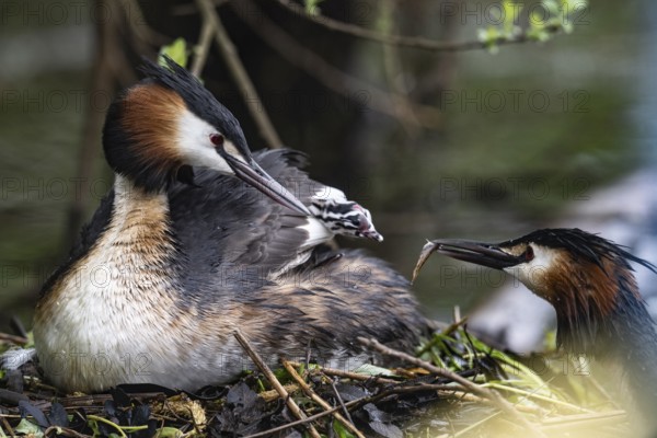 Great Crested Grebe (Podiceps Scalloped ribbonfish) with juveniles), Emsland, Lower Saxony, Germany, Europe
