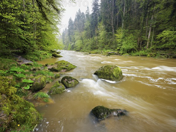 European beech trees shedding leaves, in the foreground moss-covered stones on the river Sihl, Sihlsprung, Menzingen, Canton Zug, Switzerland, Europe