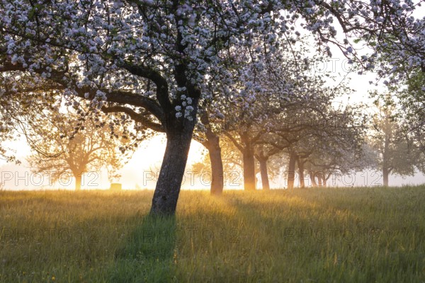 Fresh blossom, morning light, ground mist... simply magical! Foothills orchard meadow in bloom - apple tree avenue in the morning light with ground mist