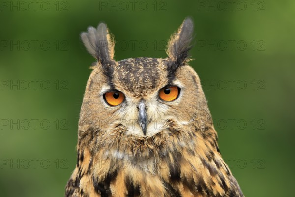Eurasian Eagle-owl (Bubo bubo), adult, portrait, alert, in summer, wisdom, Šumava, Czech Republic, Europe
