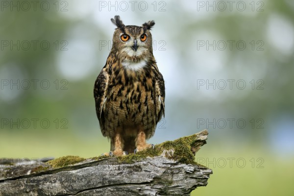 Eurasian Eagle-owl (Bubo bubo), adult, perch, vigilant, in summer, Wisdom, Šumava, Czech Republic, Europe