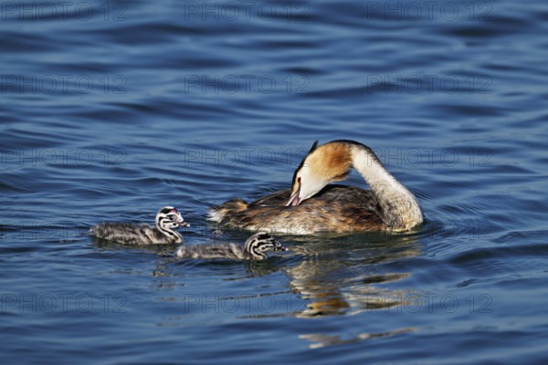 Great crested grebe (Podiceps scalloped ribbonfish), with chicks swimming in the water, Lake Zug, Kanon Zug, Switzerland, Europe
