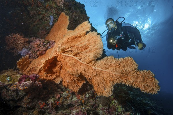 Underwater photo of diver scuba diving looking at large fan coral (Anella mollis) horn coral gorgonian growing on steep wall drop off in of colourful vibrant intact tropical coral reef, Indian Ocean, South Male Atoll, Maldives, Asia