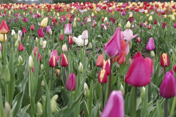 Tulips (Tulipa), Tulip bed, colourful, Cut flowers, Planting, A colourful tulip bed in spring