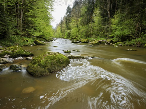 European beech trees shedding leaves, in the foreground moss-covered stones on the river Sihl, Sihlsprung, Menzingen, Canton Zug, Switzerland, Europe