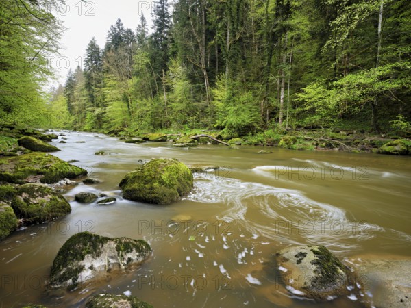 European beech trees shedding leaves, in the foreground moss-covered stones on the river Sihl, Sihlsprung, Menzingen, Canton Zug, Switzerland, Europe