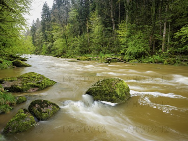European beech trees shedding leaves, in the foreground moss-covered stones on the river Sihl, Sihlsprung, Menzingen, Canton Zug, Switzerland, Europe