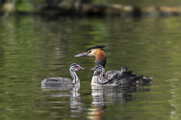 Great crested grebe (Podiceps cristatus) parent in breeding plumage swimming in pond with young and chick riding on its back in spring