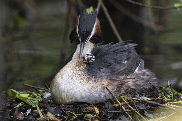Great Crested Grebe (Podiceps Scalloped ribbonfish) with juveniles), Emsland, Lower Saxony, Germany, Europe