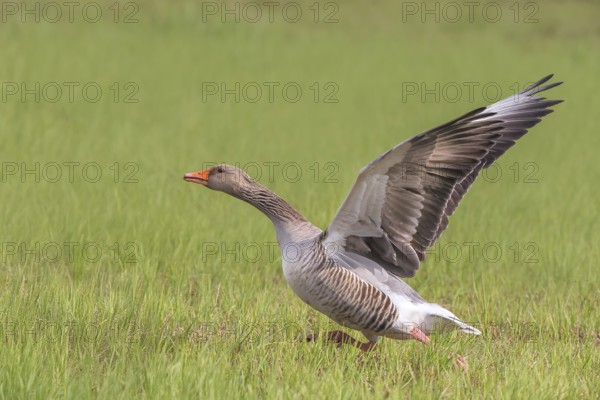 Greylag goose (Anser anser) taking off from a meadow, spring, wildlife, nature photography, bird, geese, Hüde, Ochsenmoor, Dümmer See, Lower Saxony, Germany, Europe