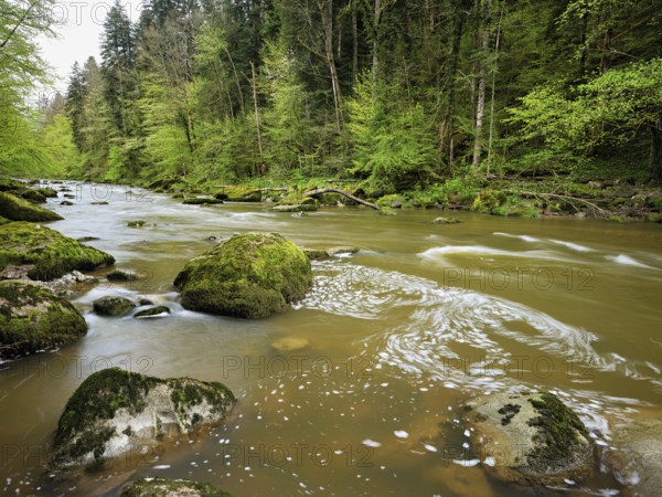 European beech trees shedding leaves, in the foreground moss-covered stones on the river Sihl, Sihlsprung, Menzingen, Canton Zug, Switzerland, Europe
