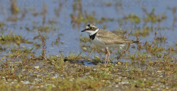 Little Ringed Plover (Charadrius dubius) adult bird standing on the lakeshore, Lake Neusiedl National Park, Burgenland, Austria, Europe