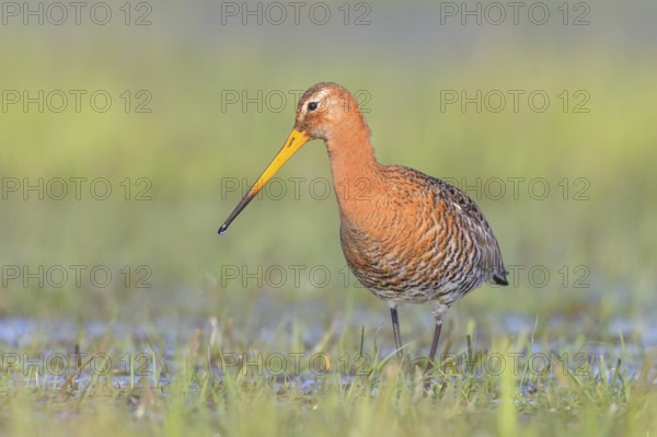 Black-tailed godwit (Limosa limosa) foraging in wet meadow, snipe birds, wildlife, nature photography, Ochsenmoor, Lake Dümmer, Lower Saxony, Germany, Europe