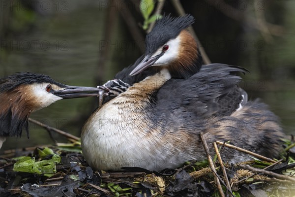 Great Crested Grebe (Podiceps Scalloped ribbonfish) with juveniles), Emsland, Lower Saxony, Germany, Europe