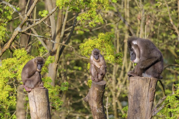 Three Drills (Mandrillus leucophaeus), a male and two females, sit high up on the three stumps of a cut tree and enjoy the early sunlight. A green forest can be seen in the background