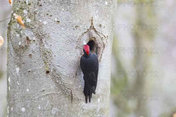 Black woodpecker (Dryocopus martius) ml Germany