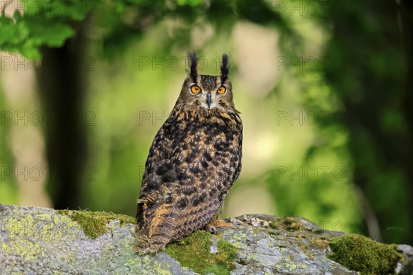 Eurasian Eagle-owl (Bubo bubo), adult, on the ground, alert, in summer, Wisdom, Šumava, Czech Republic, Europe