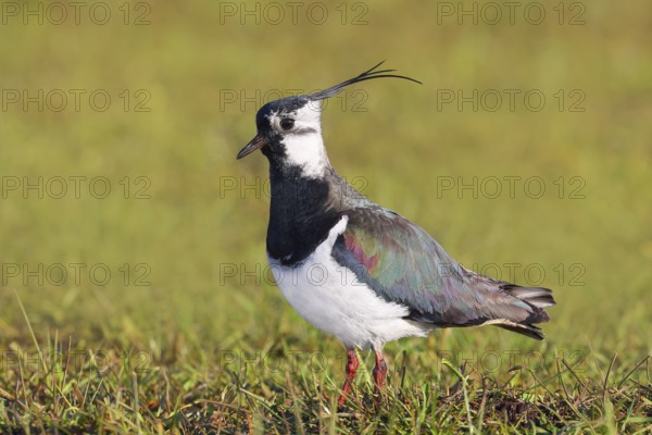 Lapwing (Vanellus vanellus) adult bird foraging in wet meadow, wildlife, animals, birds, plover family Ochsenmoor, Naturpark Dümmer See, Hüde Lower Saxony, Germany, Europe