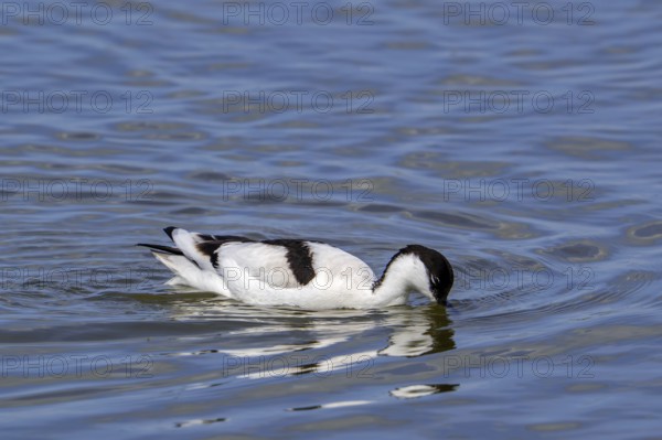 Pied avocet (Recurvirostra avosetta) feeding, foraging in shallow water of pond