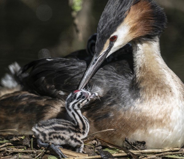 Great Crested Grebe (Podiceps Scalloped ribbonfish) with juvenile, Emsland, Lower Saxony, Germany, Europe