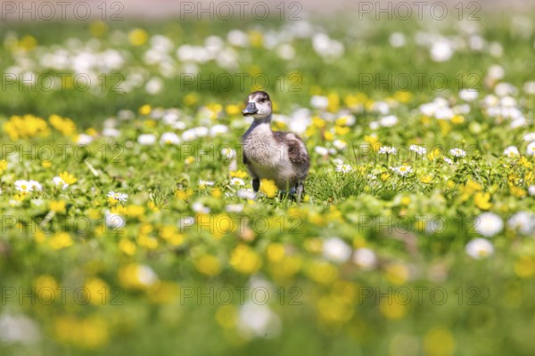 Chicks of the Nile Goose (Alopochen aegyptiaca) freshly hatched, park in spring with spring flowers. Stuttgart, Baden-Württemberg, Germany, Europe