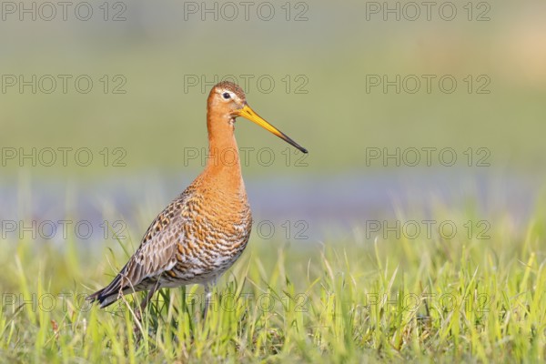 Black-tailed godwit (Limosa limosa) standing in wet meadow, snipe birds, wildlife, nature photography, Ochsenmoor, Lake Dümmer, Lower Saxony, Germany, Europe