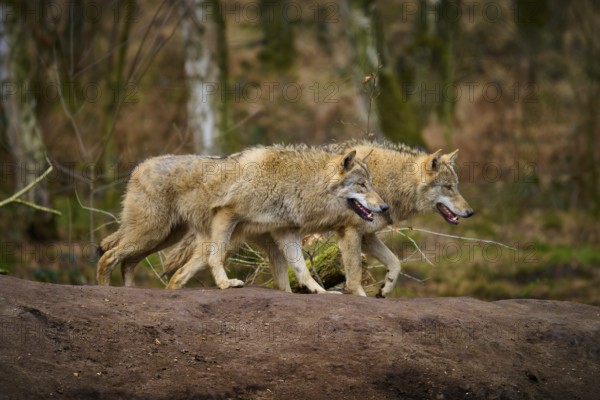 Wolf (Canis lupus), two wolves walking side by side in autumn forest, Germany, Europe