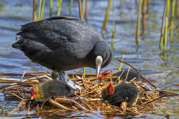Eurasian coot, common coot (Fulica atra) parent with three chicks resting on nest in pond among reed in marsh, marshland in spring
