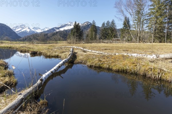 Felled tree trunk bitten by beavers (Castor fibre), beaver bite, moor pond near Oberstdorf, Oberallgäu, Allgäu, Bavaria, Germany, Europe