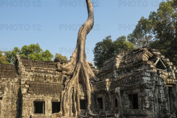 Ta Prohm, Angkor Wat, Angkor, UNESCO World Heritage Site, Siem Reap, Cambodia, Indochina, Southeast Asia, Asia