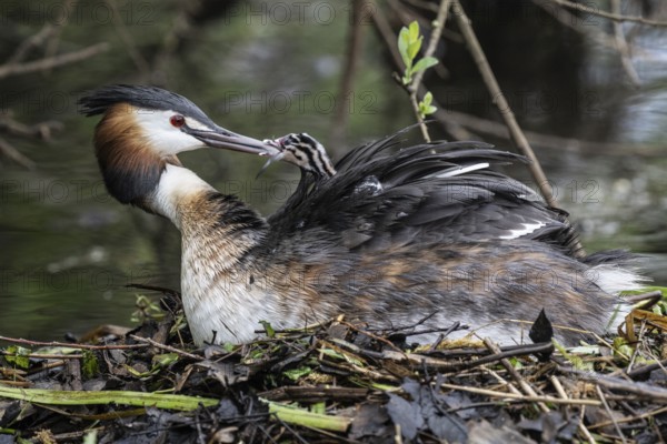 Great Crested Grebe (Podiceps Scalloped ribbonfish) with juveniles), Emsland, Lower Saxony, Germany, Europe
