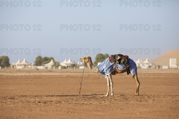 Dromedary (Camelus dromedarius) with saddle in the desert Wahiba Sands or Rimal Al Wahiba or Sharqiyya Sands, behind a desert camp, region Janub ash-Sharqiyya, Oman, Asia