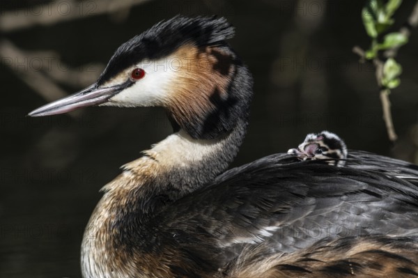 Great Crested Grebe (Podiceps Scalloped ribbonfish) with juvenile, Emsland, Lower Saxony, Germany, Europe