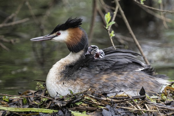 Great Crested Grebe (Podiceps Scalloped ribbonfish) with juveniles, Emsland, Lower Saxony, Germany, Europe
