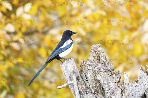 Magpie (Pica pica) Germany