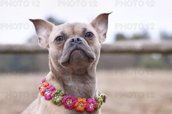 French Bulldog dog mix with paracord flower collar