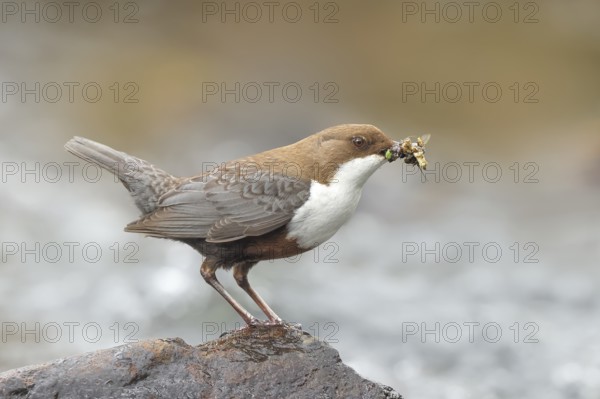 White-throated Dipper (Cinclus cinclus) on a stone on the bank of a river, with caddis fly larvae in its beak, wildlife, nature photography, songbird, Ochsenmoor, Dümmer See, Lower Saxony, Germany, Europe