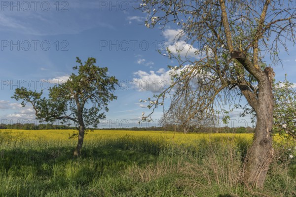 Three trees stand in a field of yellow flowers. The sky is blue with some clouds. The trees are in the foreground and the field is in the background. Bas Rhin, Alsace, France, Europe