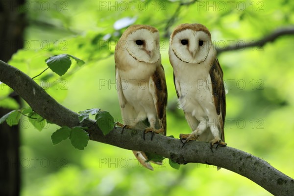 Barn owl (Tyto alba), adult, pair, vigilant, on tree, in summer, Šumava, Czech Republic, Europe