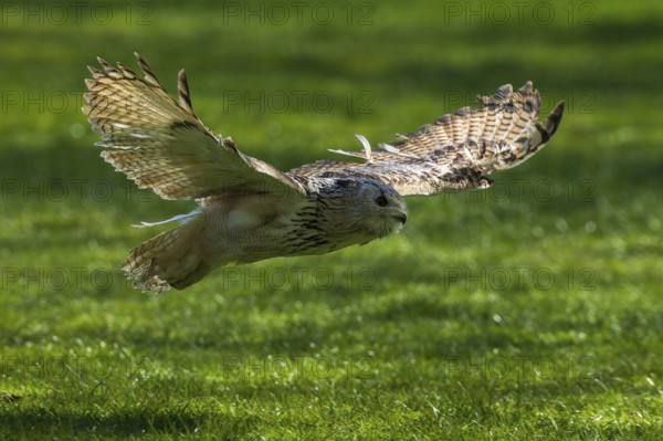 A bird of prey flies with outstretched wings just above a green meadow, Siberian Eagle Owl (Bubo bubosibiricus), Germany, Europe