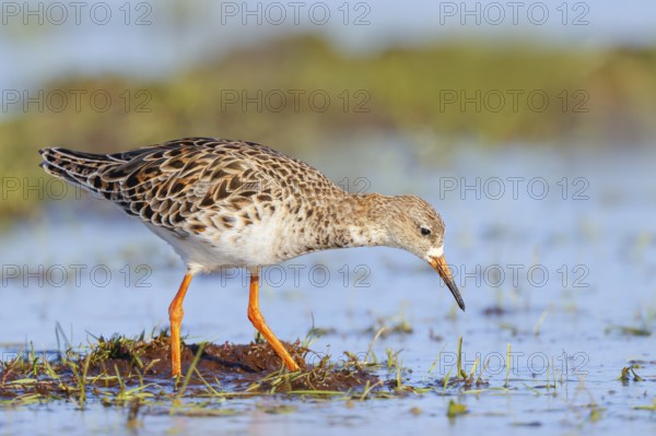 Ruff, (Philomachus pugnax), female searching for food on a moor, wildlife, animals, birds, snipe family, spring, Hüde, Ochsenmoor, Dümmer See, Hüde, Lower Saxony, Germany, Europe